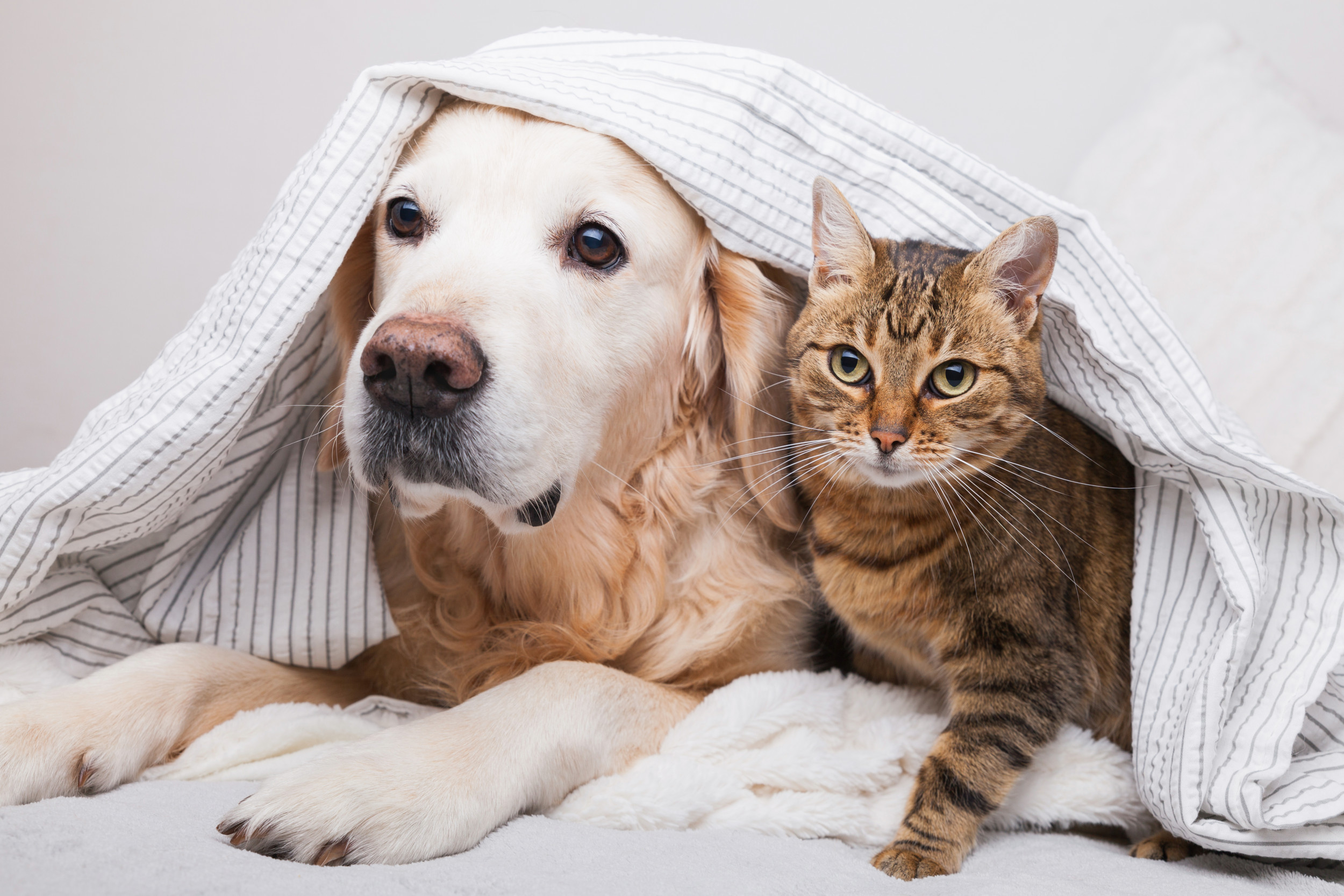 WhatDaDog - Premium Pet Store | Quality Dog And Cats Toys & Accessories logo